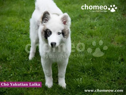 Chăm sóc chó Yakutian Laika
