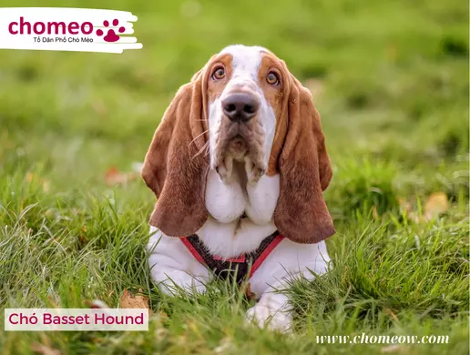 Chó Basset Hound