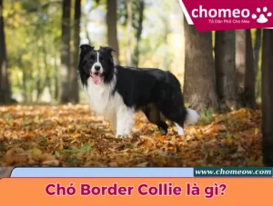 Chó Border Collie
