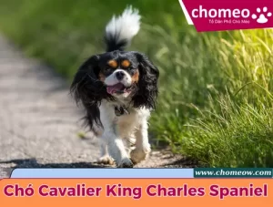 Chó Cavalier King Charles Spaniel