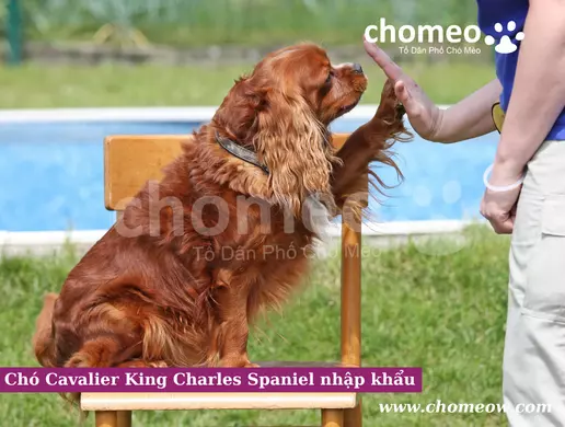 Chó Cavalier King Charles Spaniel nhập khẩu