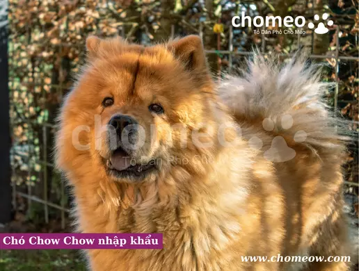 Chó Chow Chow nhập khẩu