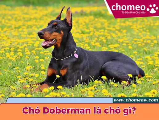 Chó Doberman