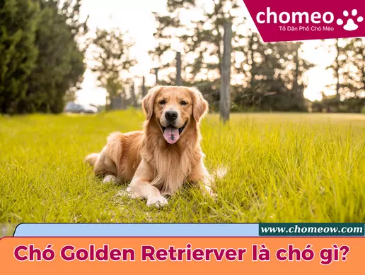 Chó Golden Retrierver