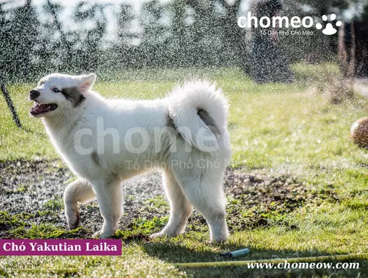 Chó Yakutian Laika nhập khẩu