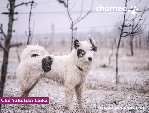 Chó Yakutian Laika