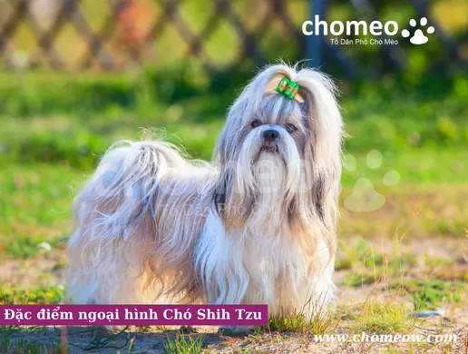 Đặc điểm ngoại hình Chó Shih Tzu