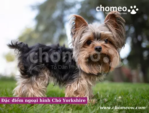Đặc điểm ngoại hình Chó Yorkshire