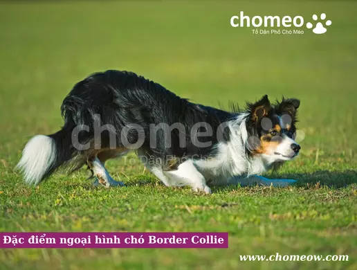 Đặc điểm ngoại hình chó Border Collie