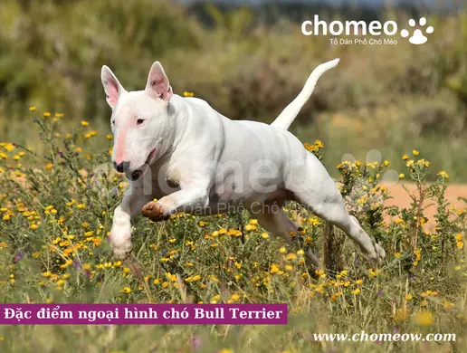 Đặc điểm ngoại hình chó Bull Terrier