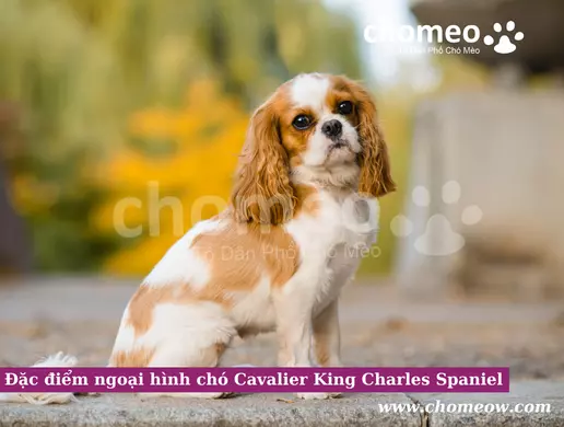 Đặc điểm ngoại hình chó Cavalier King Charles Spaniel