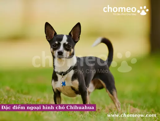 Đặc điểm ngoại hình chó Chihuahua