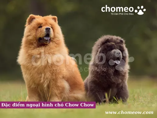 Đặc điểm ngoại hình chó Chow Chow