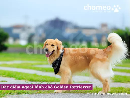 Đặc điểm ngoại hình chó Golden Retrierver