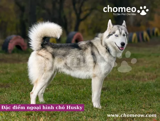 Đặc điểm ngoại hình chó Husky