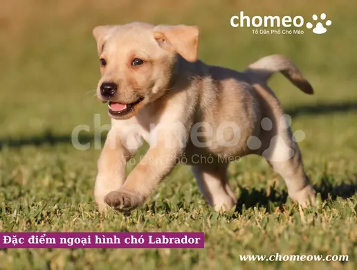 Đặc điểm ngoại hình chó Labrador