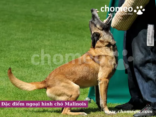 Đặc điểm ngoại hình chó Malinois