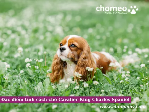 Đặc điểm tính cách chó Cavalier King Charles Spaniel