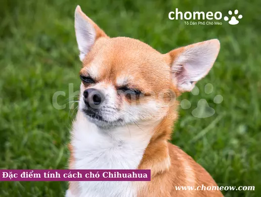 Đặc điểm tính cách chó Chihuahua