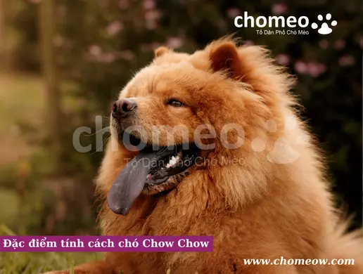 Đặc điểm tính cách chó Chow Chow