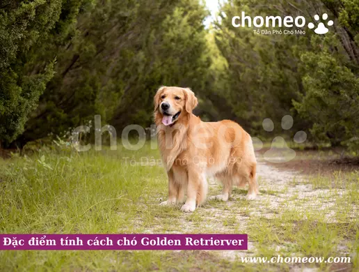 Đặc điểm tính cách chó Golden Retrierver