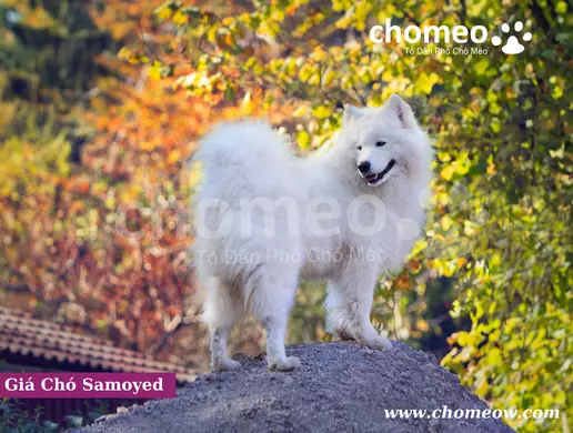 Giá Chó Samoyed