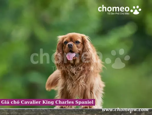 Giá chó Cavalier King Charles Spaniel