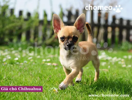 Giá chó Chihuahua