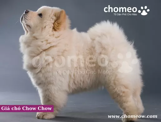 Giá chó Chow Chow