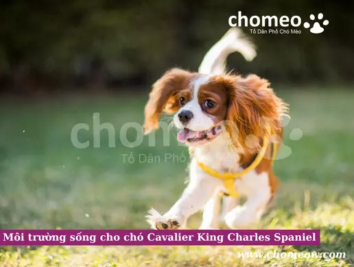 Môi trường sống cho chó Cavalier King Charles Spaniel