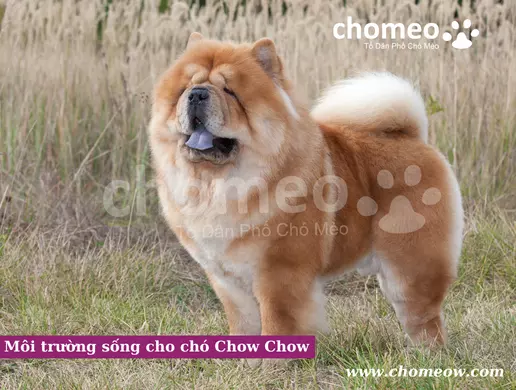 Môi trường sống cho chó Chow Chow