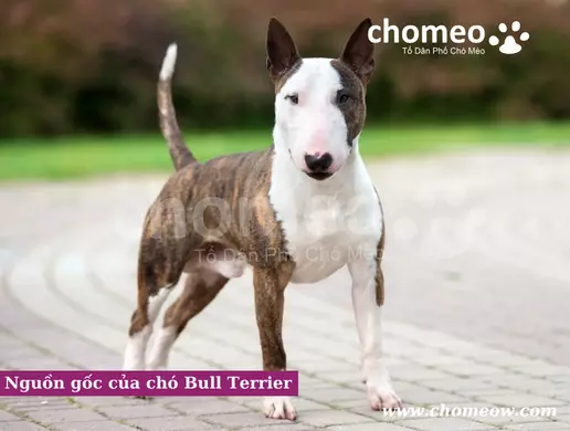 Nguồn gốc của chó Bull Terrier
