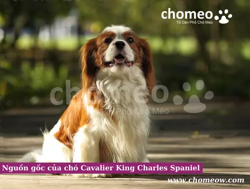 Nguồn gốc của chó Cavalier King Charles Spaniel