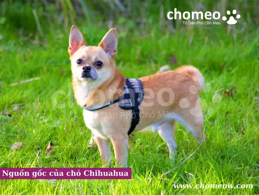 Nguồn gốc của chó Chihuahua
