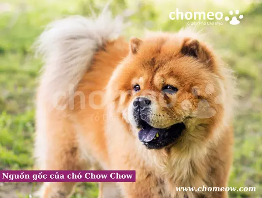 Nguồn gốc của chó Chow Chow