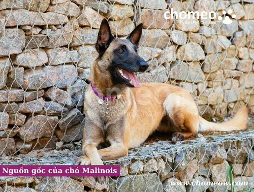 Nguồn gốc của chó Malinois