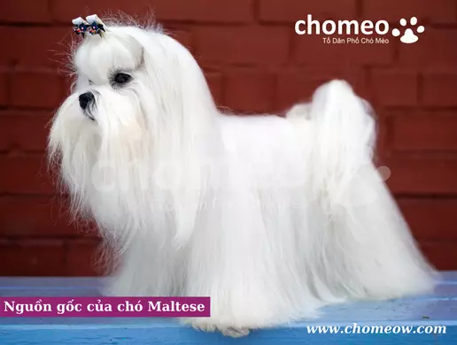 Nguồn gốc của chó Maltese