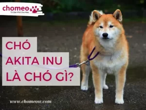 CHÓ AKITA INU LÀ CHÓ GÌ