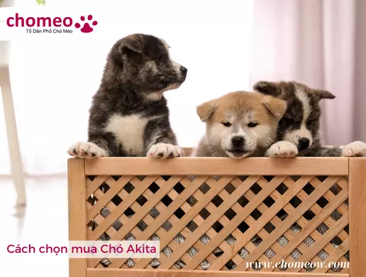 Cách chọn mua Chó Akita