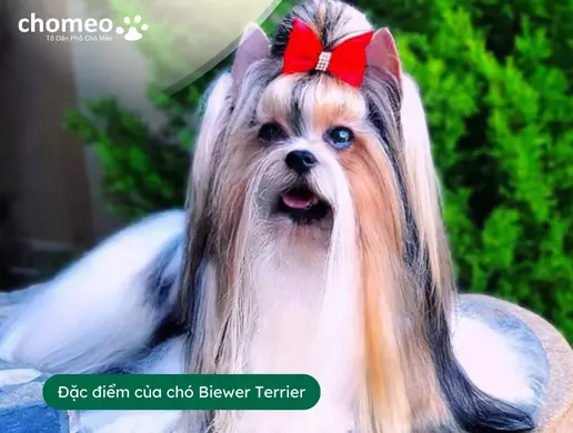 Đặc điểm của chó Biewer Terrier
