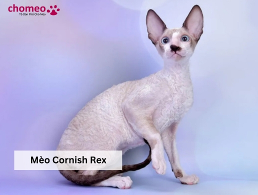 Mèo-Cornish-Rex-