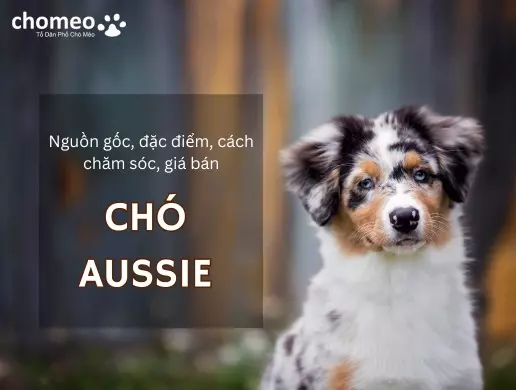 Nguồn gốc, đặc điểm, giá bán, cách chăm sóc chó Aussie