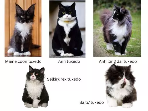 Các giống mèo tuxedo