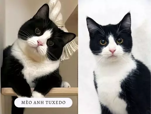 Mèo Anh Tuxedo