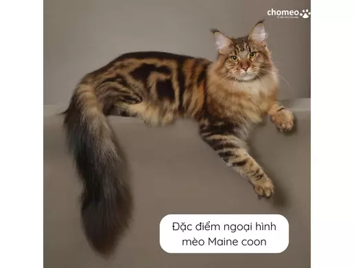 Đặc điểm ngoại hình mèo Maine coon