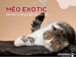 Mèo Exotic, mèo ba tư lông ngắn là mèo gì