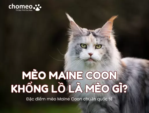 Mèo Maine coon khổng lồ là mèo gì Đặc điểm mèo Maine coon chuẩn quốc tế