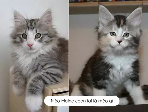Mèo Maine coon lai là mèo gì