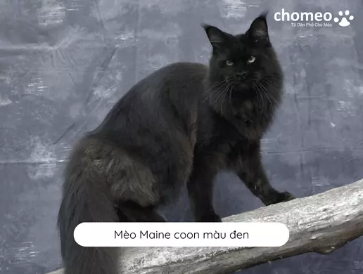 Mèo Maine coon màu đen