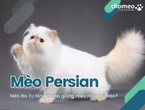 Mèo Persian, Mèo Ba Tư Lông Dài Là Giống Mèo Như Thế Nào